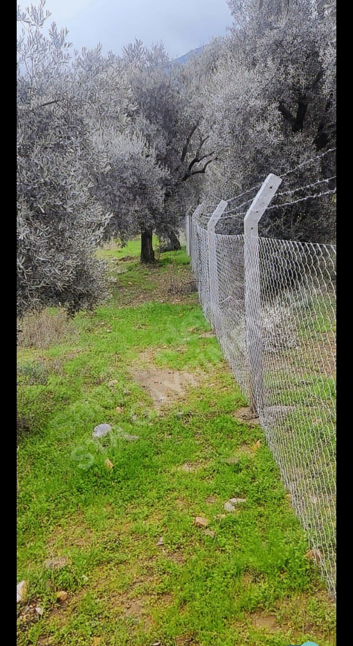 ACİL ACİL TİREDE SATILIK ZEYTİNLİ TARLA ARADIĞIMIZ EVİ BULDUK - İZMİR TİRE fotoğraf 2